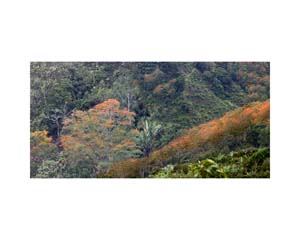 Orange Trees 3b Costa Rica